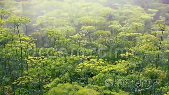 给水浇灌视频