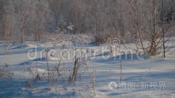 冬天的森林。 很多雪。 在霜冻中没有叶子的前景树中。