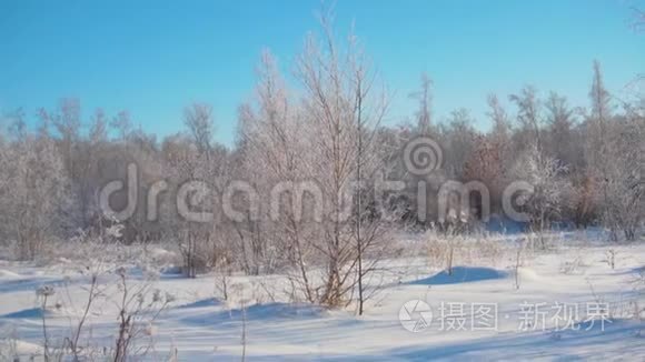 冬天的森林。 很多雪。 在霜冻中没有叶子的前景树中。