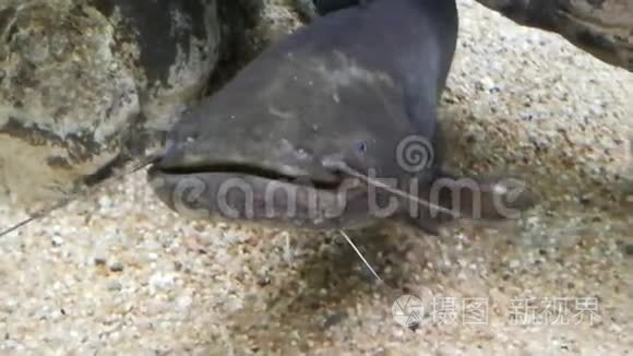 河鱼水族馆里的鲶鱼视频