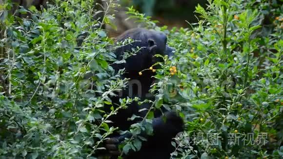 叶子和植被之间常见的黑猩猩视频