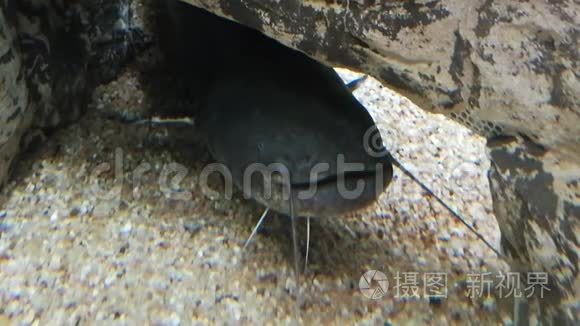 河鱼水族馆里的鲶鱼视频