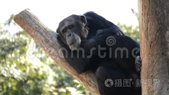 普通黑猩猩在树上休息视频