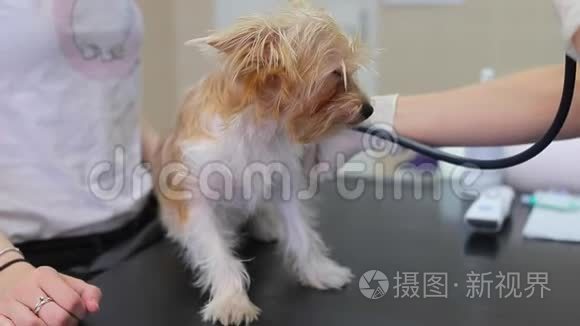 兽医用听诊器倾听狗犬的心脏。