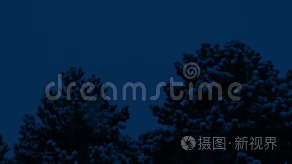 夜间暴雪中的树木视频