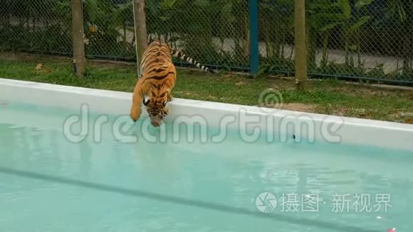 老虎走在蓝色的游泳池附近