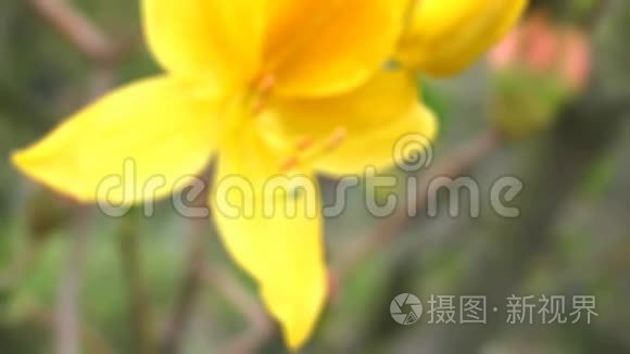 黄色杜鹃花近景，雌蕊和雄蕊的细节
