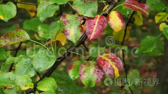 秋雨梨树湿色叶视频