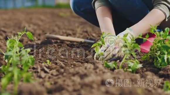 农民亲手种植土番茄苗视频