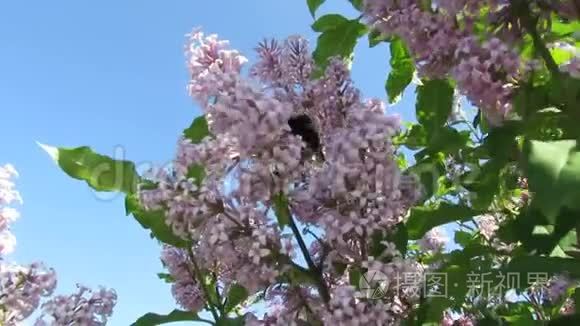 大黄蜂紫丁香夏日自然.