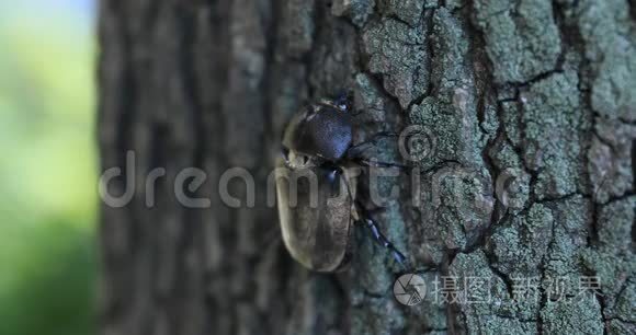 东京广场附近一只树上的雌甲虫视频