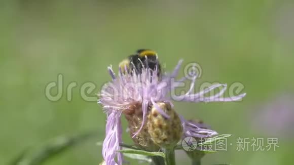 大黄蜂从花中采蜜