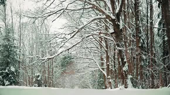 圣诞节前十二月美丽的雪林视频