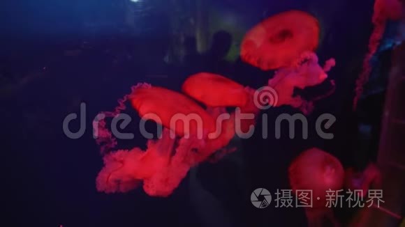 鲜红色荨麻水母水族馆股票录像视频