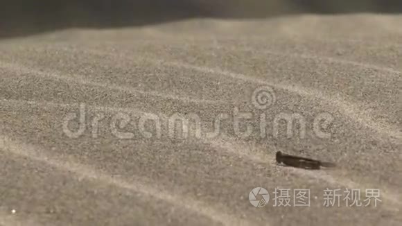 沙上的蟋蟀蚱蜢