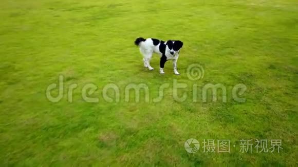 夏天，快乐的狗在绿色的玻璃草地上奔跑玩耍，在玻璃田里养宠物