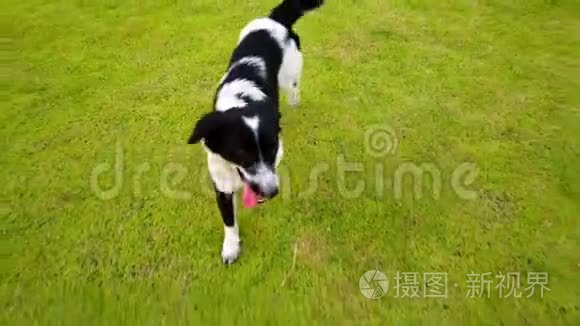 夏天，快乐的狗在绿色的玻璃草地上奔跑玩耍，在玻璃田里养宠物