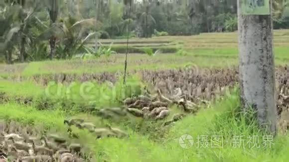 巴厘岛鸭子视频