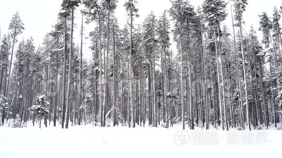 积雪的国家森林中飘落的雪花视频