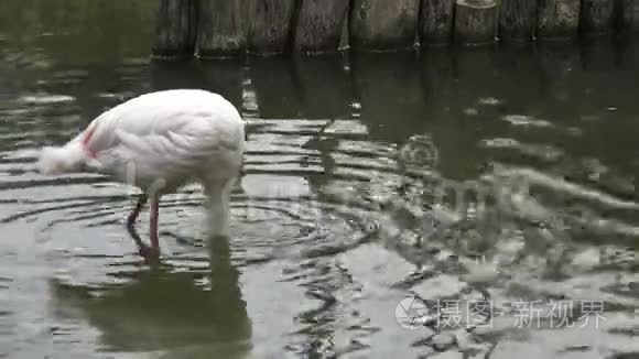 粉红火烈鸟正在水里寻找食物视频