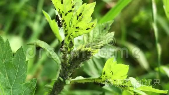 黑蚂蚁在植物茎上种绿蝇视频