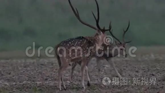 落在森林里的鹿