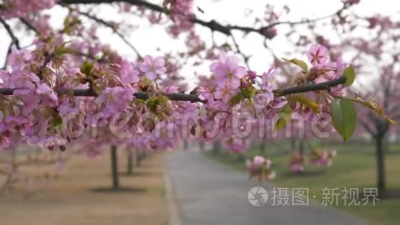 春天的花朵系列：樱花在微风中的樱花树枝上小簇绽放，近景，4k电影