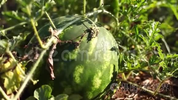 田间种植西瓜的特写视频