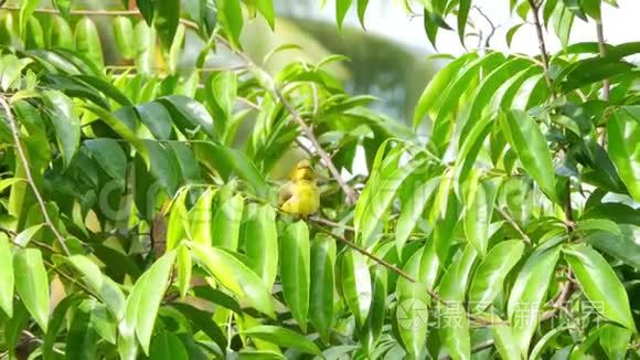 橄榄背太阳鸟在树枝上觅食视频