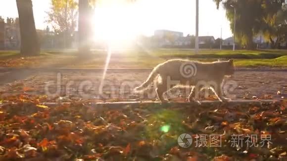 美丽的姜猫走在公园的小路上，阳光照耀着