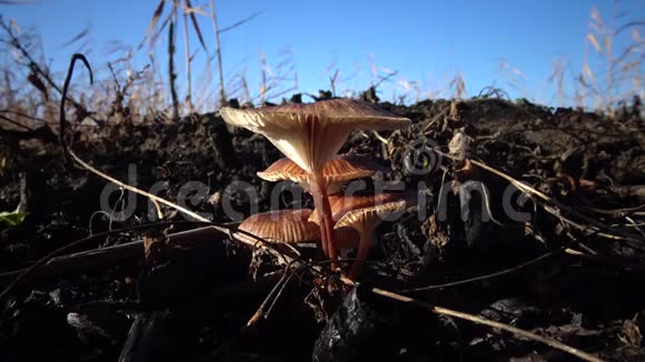 草丛中的蘑菇mp44K视频素材