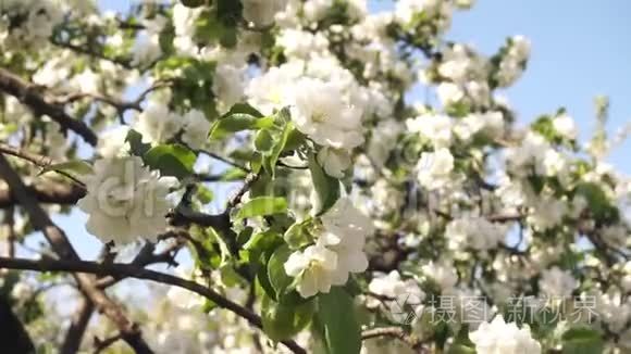 芬兰圣诞老人村的指针视频