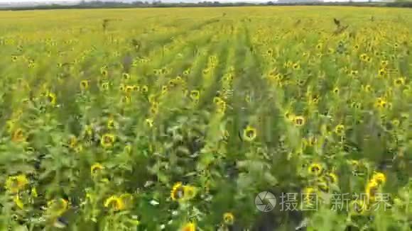 飞过成熟的向日葵的田野