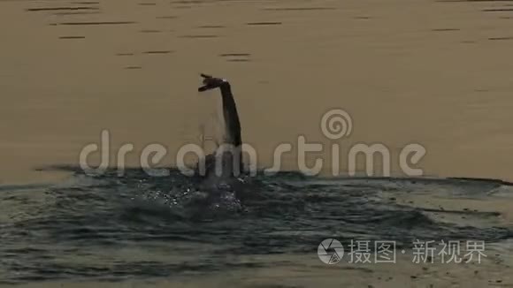 夏天的夜晚，年轻人在波光粼粼的河流中仰泳