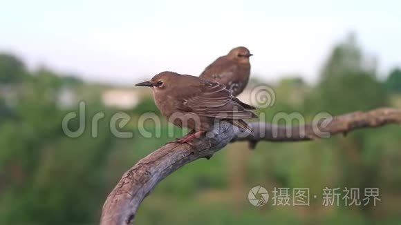 两只小星星坐在干树枝上