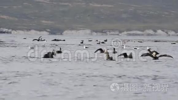 南方巨型海燕在水面上