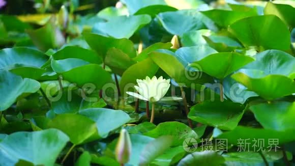 池塘中有百合花植物的自然背景视频