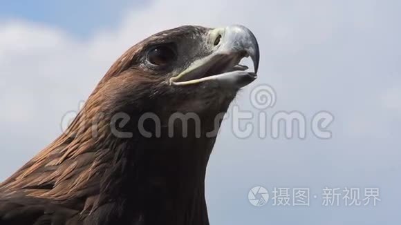 骄傲和危险的样子视频