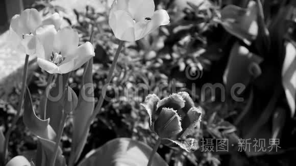 在城市公园的花坛中生长着许多美丽的鲜花花蕾。 新鲜郁金香的黑白视频