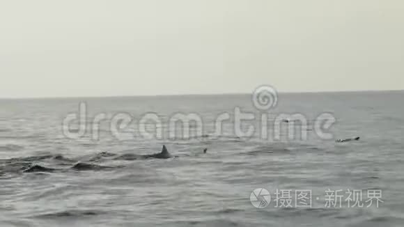 成群的野生海豚在游泳视频