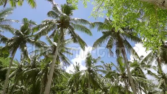 蓝天上的棕榈树枝。 从底部射击