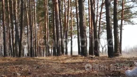 年轻漂亮的女人带着背包在森林里散步。 滑块娃娃射击。