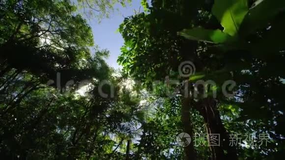 丛林中的一大片景象视频