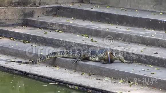 监控蜥蜴进入水中视频