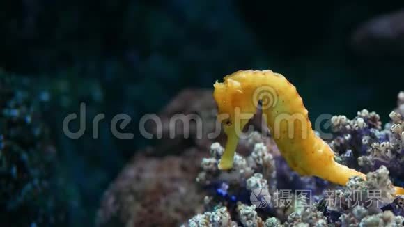 水族馆中珊瑚中的海马。 在干净的水族馆水中，近距离的黄色海马在美丽的珊瑚附近游泳