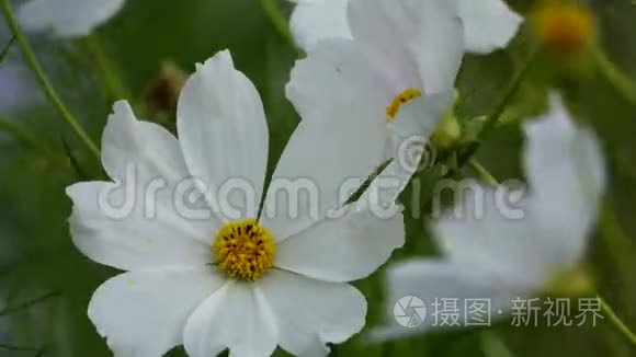 白色的宇宙花朵在靠近视频