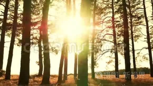 日落背景下松林中的树木。 阳光透过树枝.