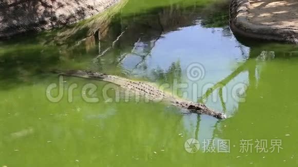 与大鳄鱼的场景视频