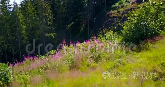 夏季森林中的峡谷景观