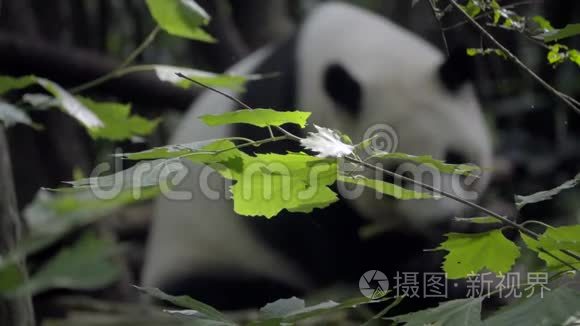 熊猫在背景中失去了焦点视频